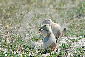 Prairie Dog Pups