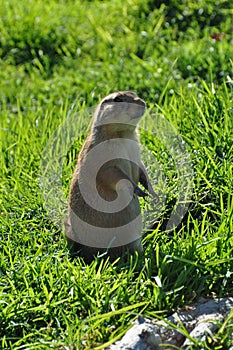 Prairie dog rodent animal