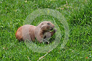 Prairie dog rodent eating grass