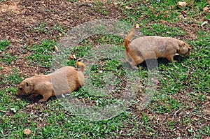 Prairie dog rodents feeding on grass