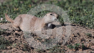 Prairie Dog Runs Up to Another Who is Chirping