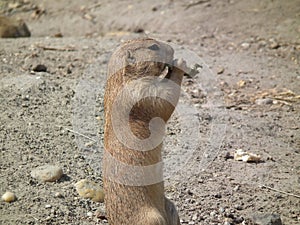 Prairie dog