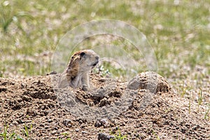 Prairie Dog sitting at burrow
