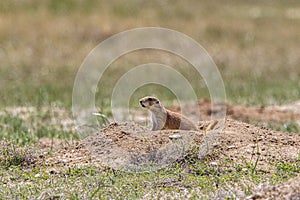 Prairie Dog sitting at burrow