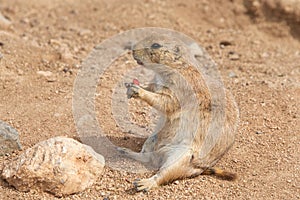 Prairie Dog sitting in dirt eating