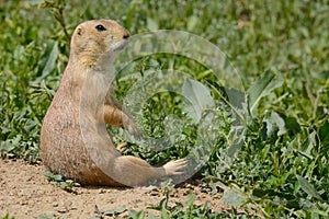 Prairie dog sitting down