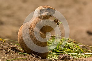 Prairie dog sitting and eating plants