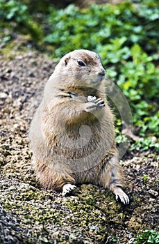 Prairie dog sitting and keeping food in forelegs