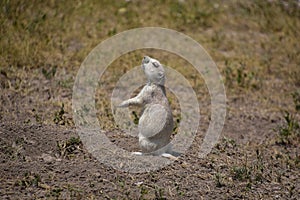 Prairie Dog Smelling the Air on the Prairie