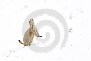 Prairie dog sounding alarm photo