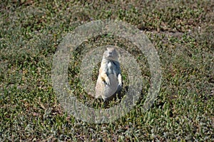 Prairie dog in South Dakota, USA