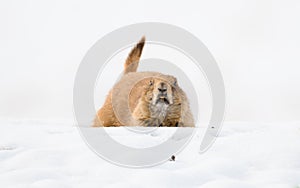 Prairie dog in spring