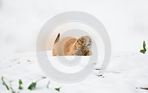 Prairie dog in spring snow