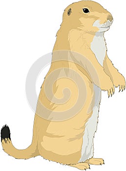 Prairie Dog Standing Illustration