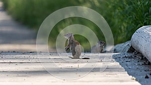 A prairie dog standing on its hind legs, alert to any danger.