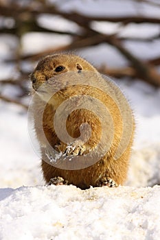 Prairie dog standing in the snow