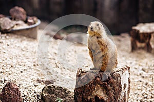 Prairie dog standing upright on the ground. Summer