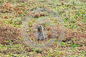 Prairie Dog Standing Watch in Theodore Roosevelt National Park