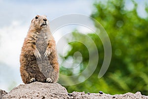 Prairie dog standing watchful on burrow