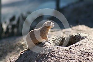 prairie dog in sun