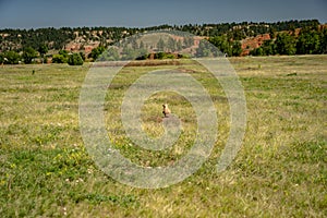 Prairie dog in their natural environment