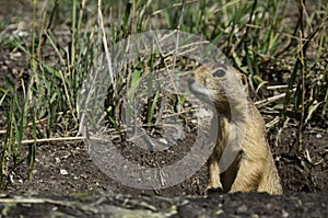 Prairie dog, USA