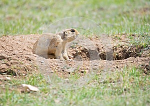 Prairie dog