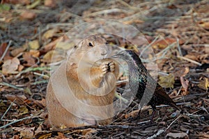 Prairie dog vs. bird for food