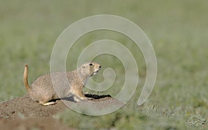 Prairie dog on watch at burrow