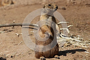 Prairie dog