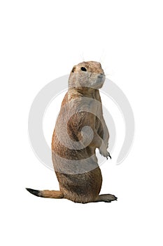 Prairie dog