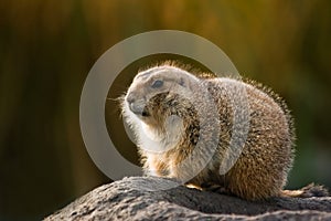 Prairie dog in winterfur