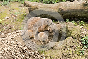 Prairie dog with young animals