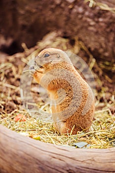 Prairie Dog in the Zoo, summer time