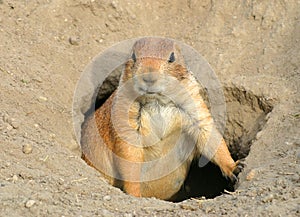 Prairie dog1 photo