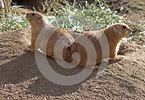 Prairie Dogs