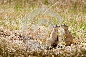 Prairie Dogs