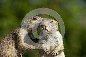 Prairie dogs photo