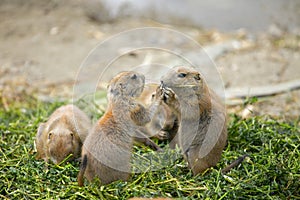 Prairie dogs