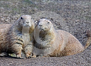 Prairie Dogs