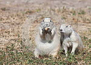 Prairie Dogs