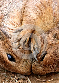 Prairie Dogs