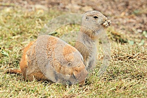 Prairie dogs