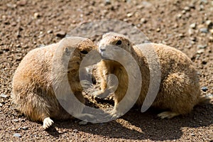 Prairie Dogs