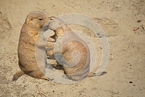 Prairie Dogs