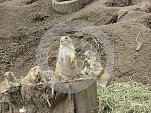 Prairie Dogs