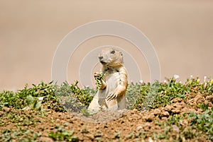 Prairie dogs