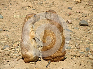 Prairie Dogs