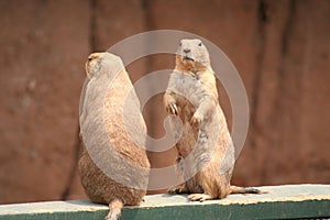 Prairie dogs