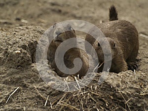 2 Prairie Dogs in Burrow Entrance Looking Forward